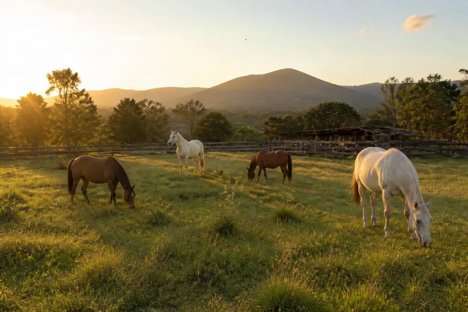 Cavalos pastando ao entardecer no Haras Chalezinho